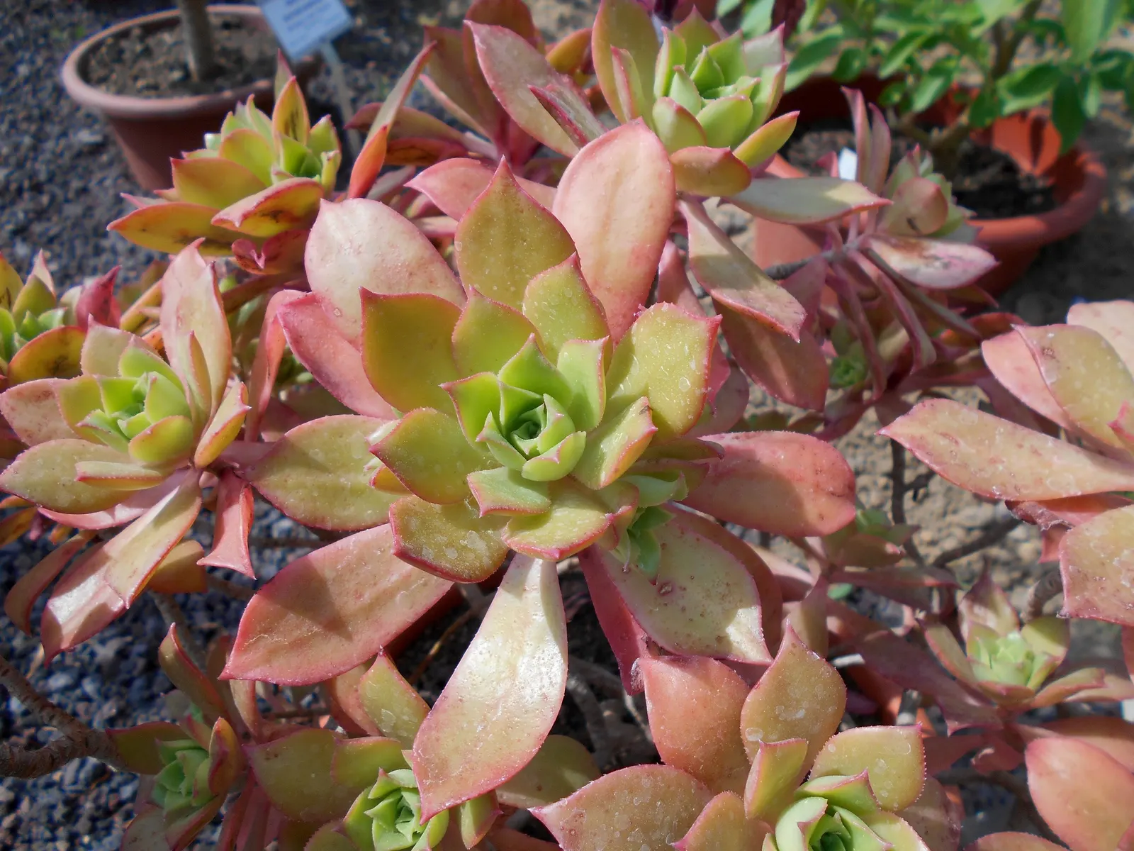 Aeonium Decorum — spatulate leaves which form striking rosettes at the ends of its branches