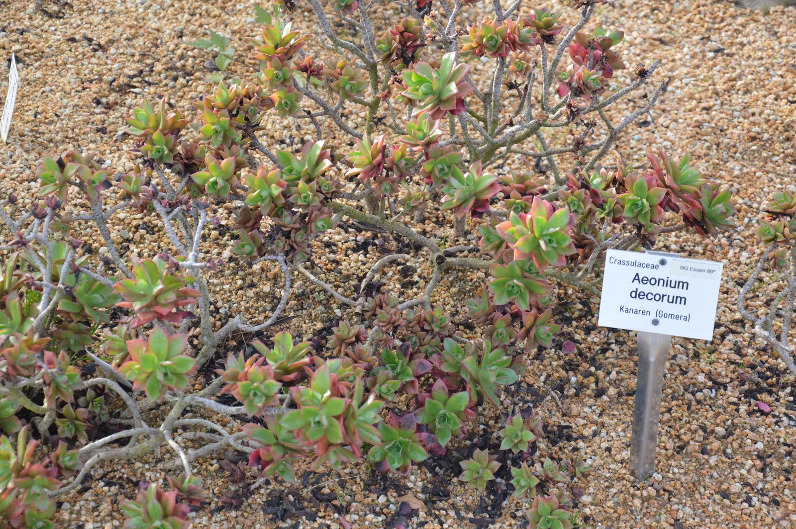 Aeonium Decorum — this perennial plant thrives in USDA hardiness zones 9 to 11