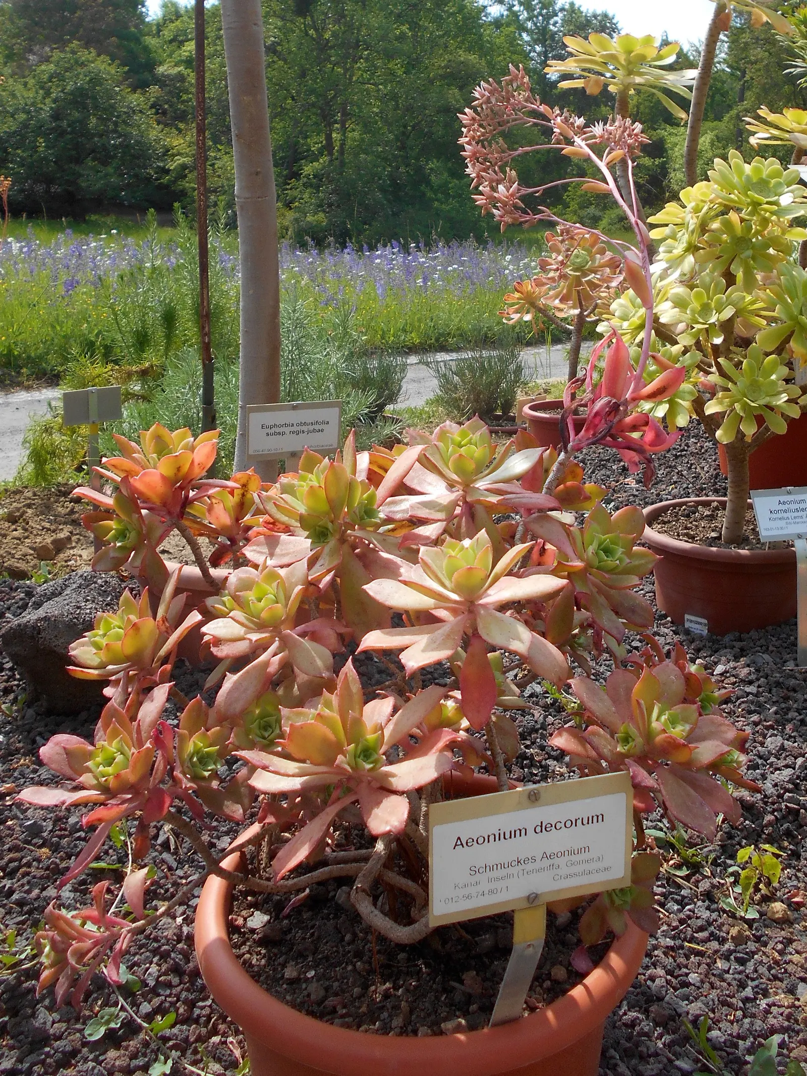 Aeonium Decorum — Hailing from the Canary Islands