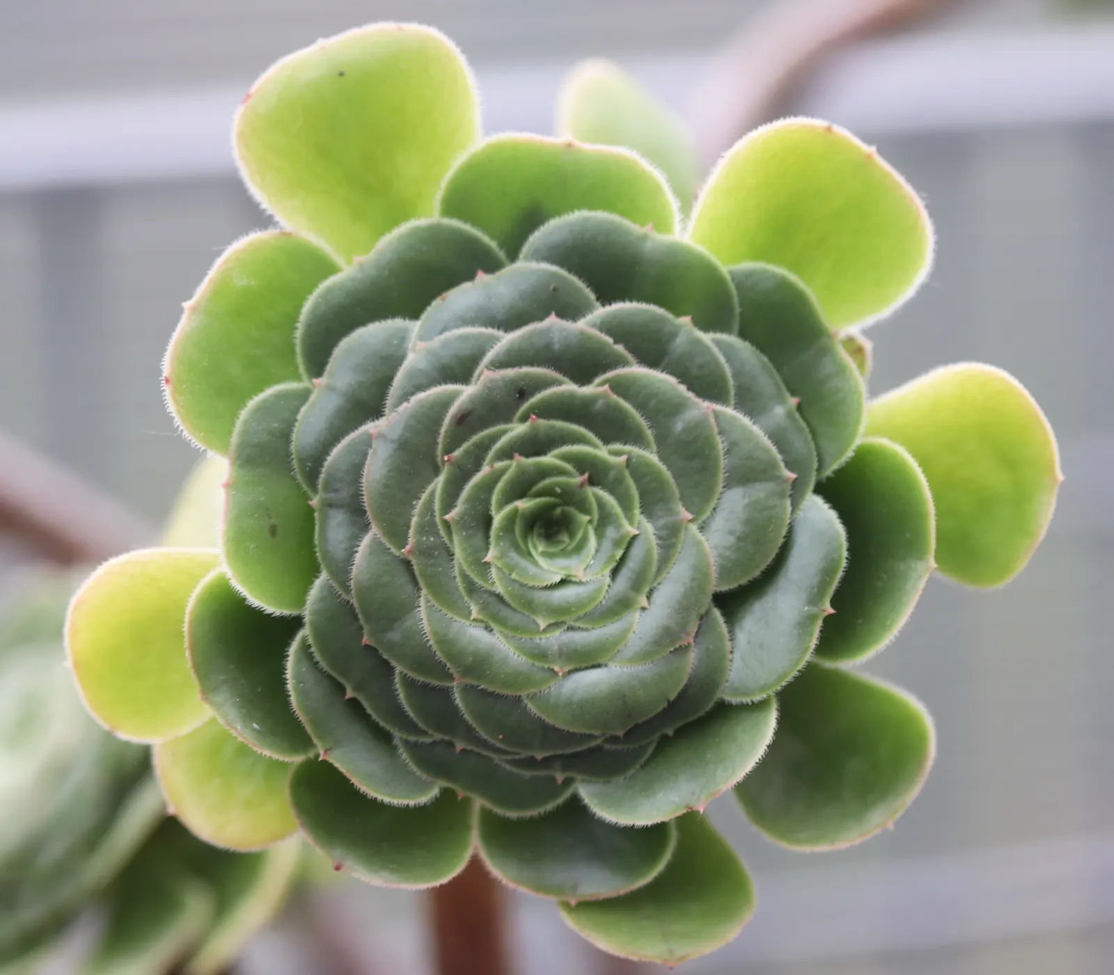 Aeonium Decorum — intensifying under direct sun