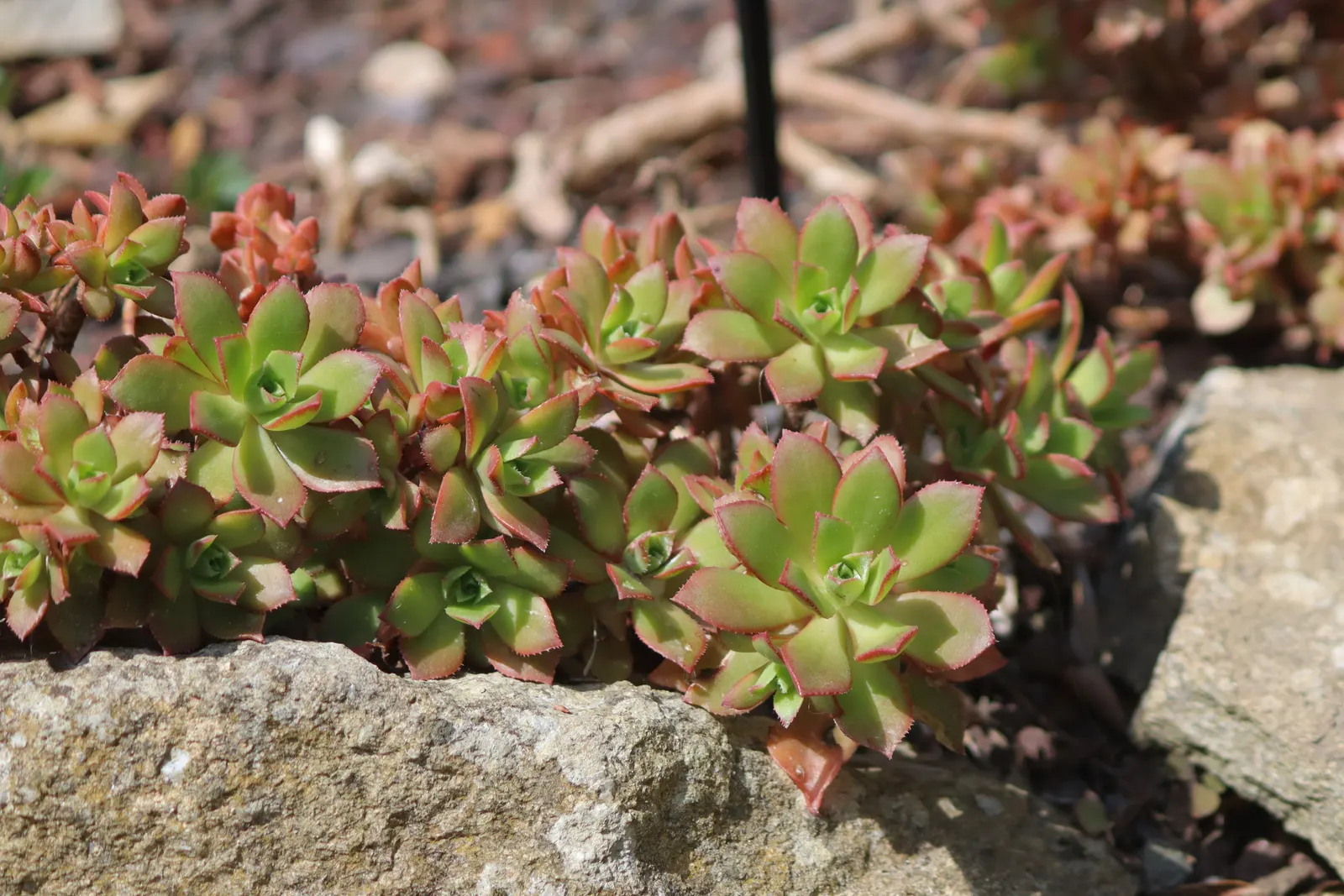 Aeonium Decorum — particularly when kissed by the sun