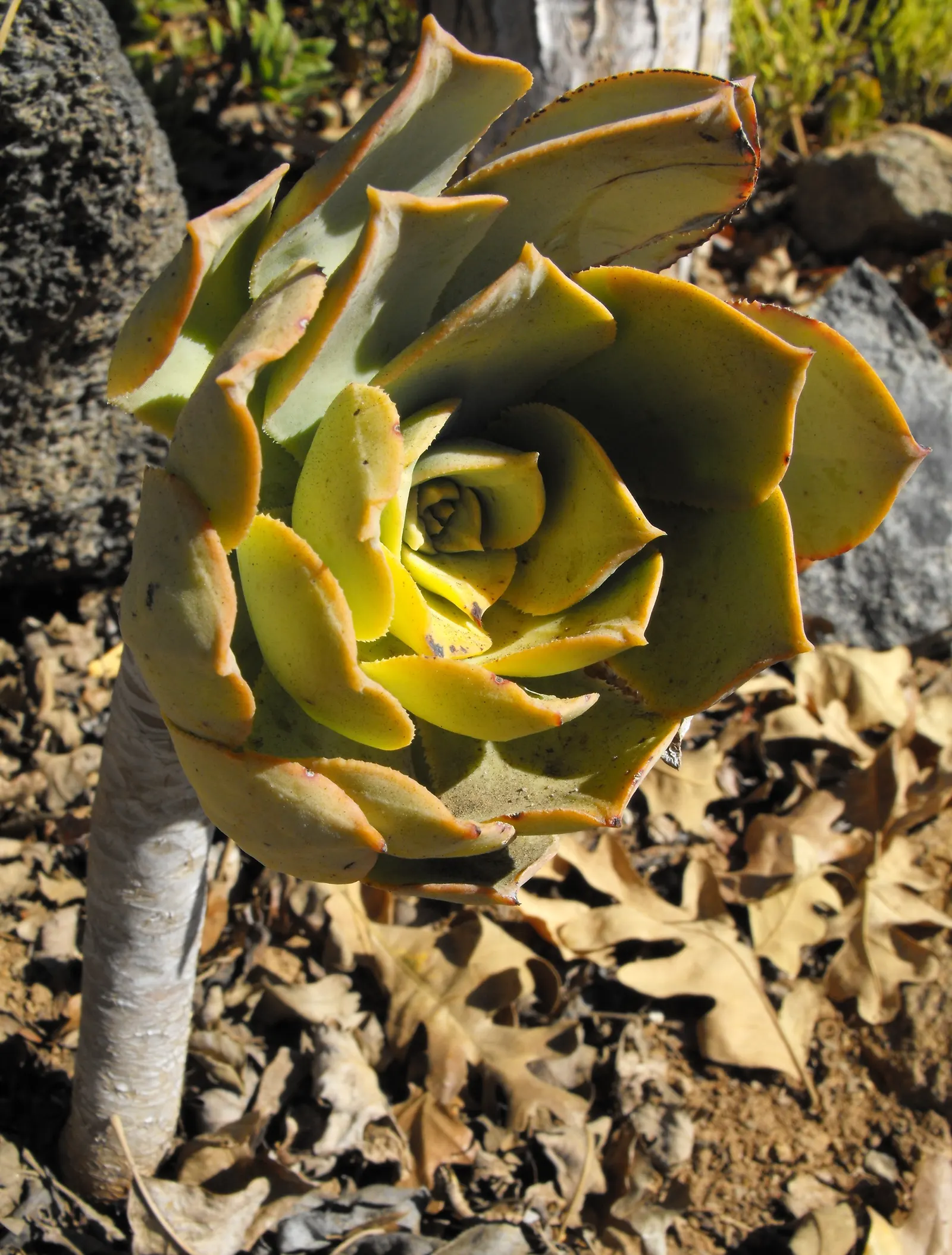 Aeonium Decorum — The leaves boast a vibrant green hue with pinkish undertones