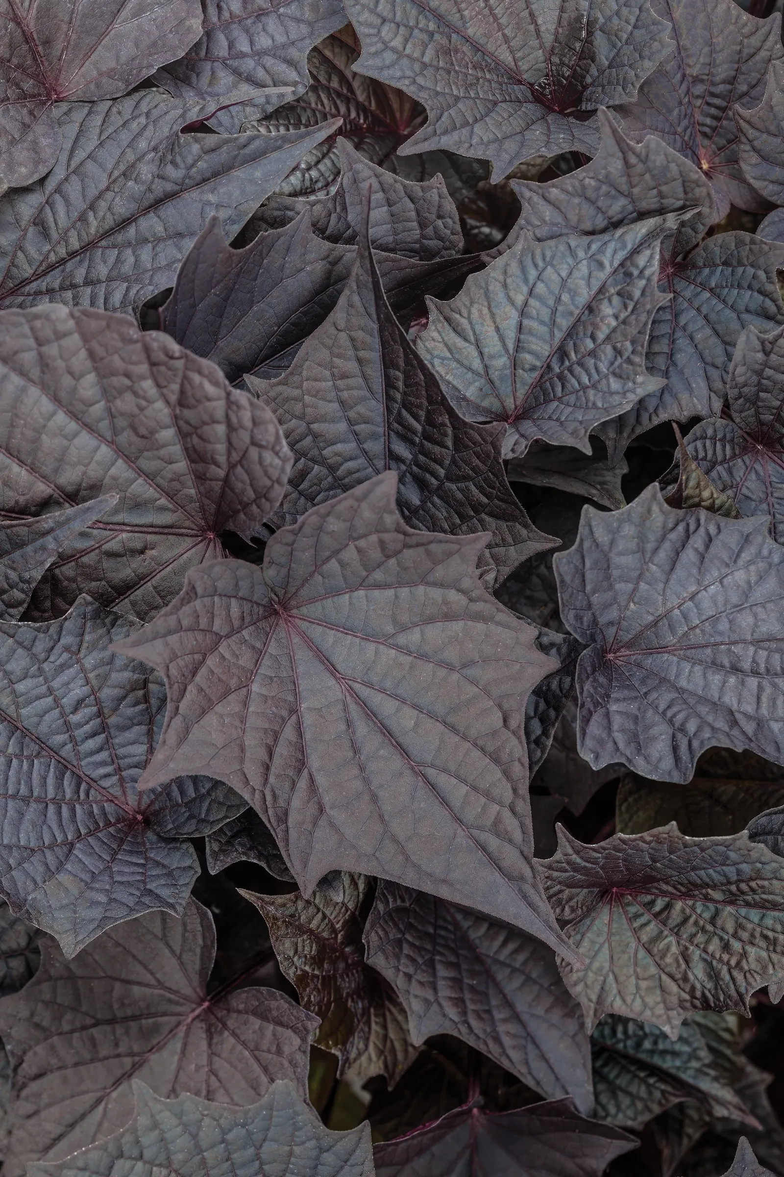 Bewitched After Midnight™ II sweet potato vine (Ipomoea batatas) — information and resources