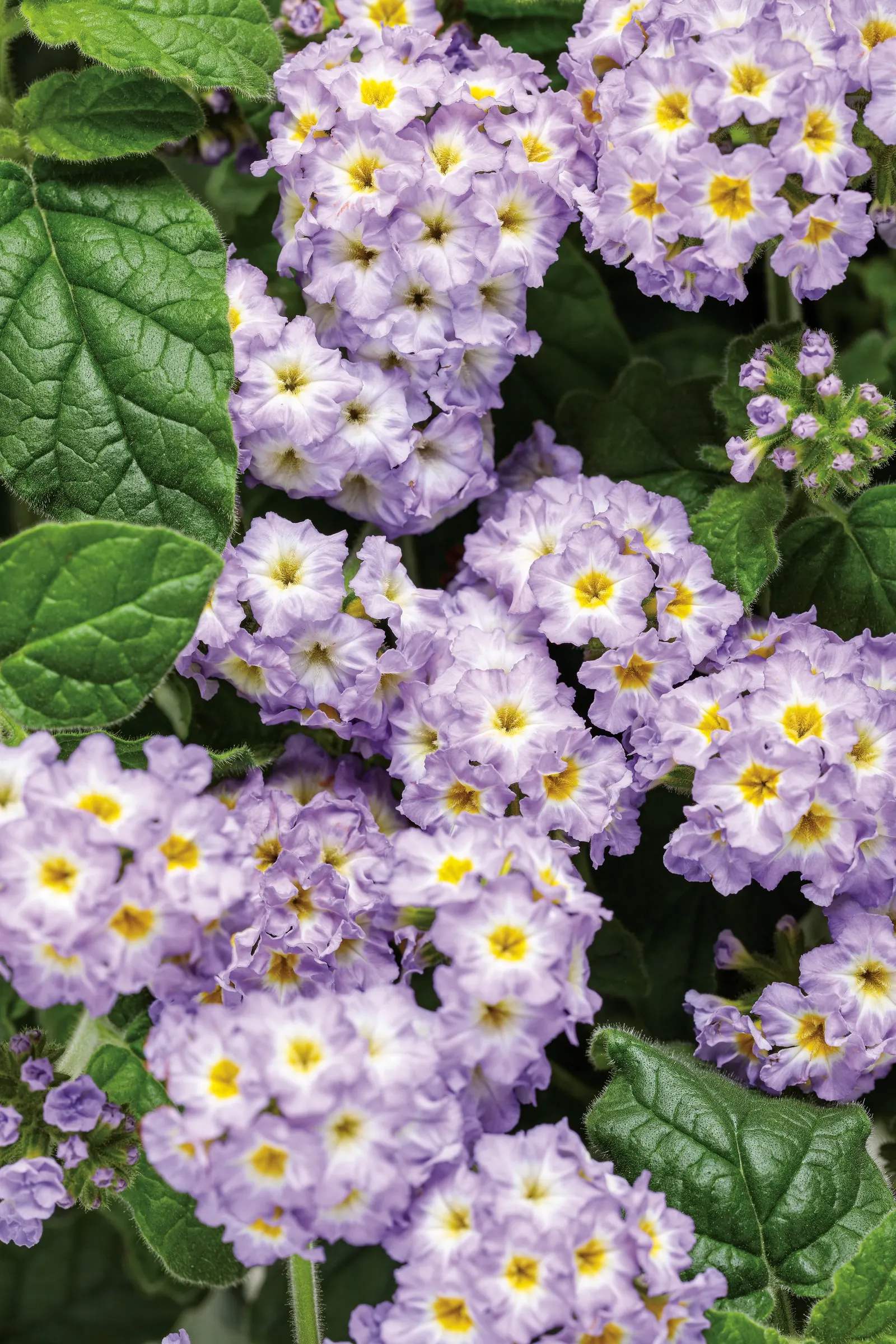 Lavender Heliotrope (Heliotropium) — though its notable heat and humidity tolerance make it far more resilient than many traditional heliotropes