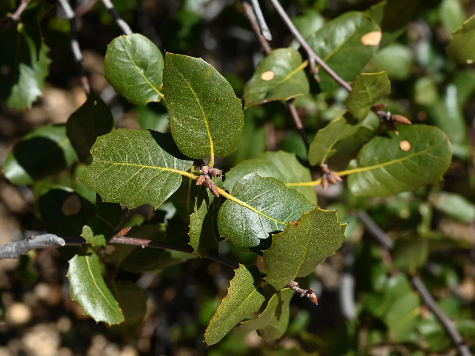 Interior Live Oak (Quercus Wislizenii) — with a glossy dark green top and a paler underbelly.<br><br>The Quercus wislizenii's acorns