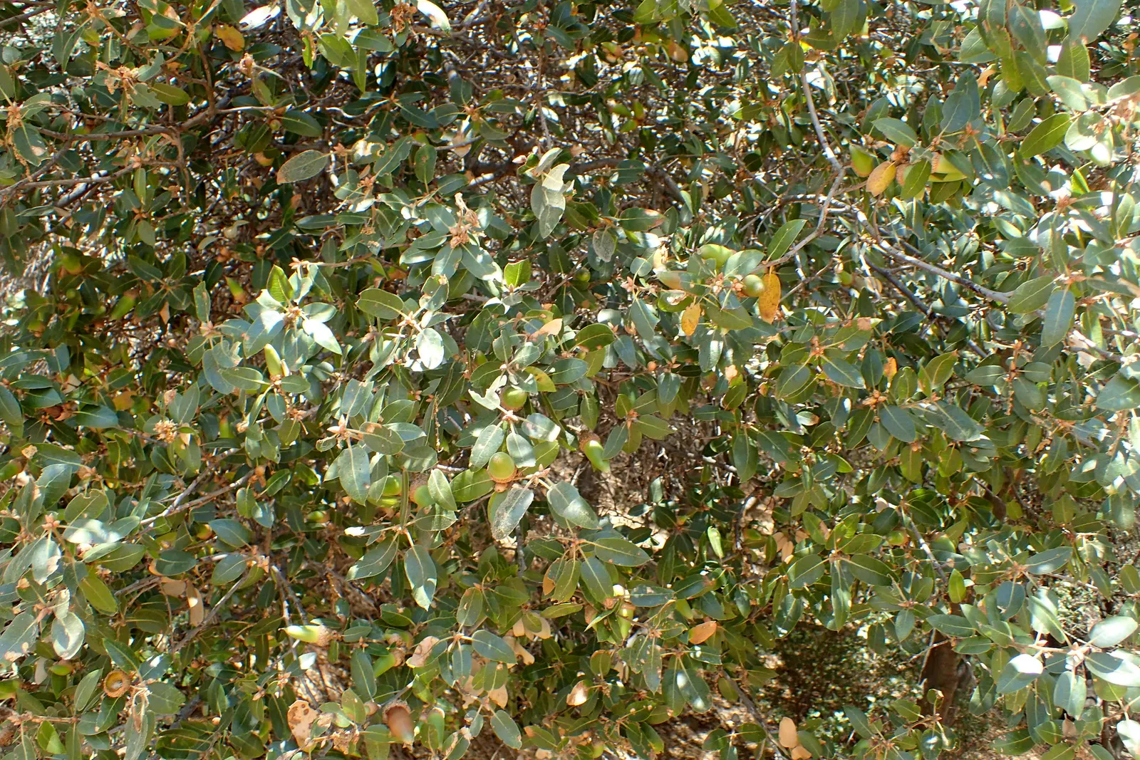 Interior Live Oak (Quercus Wislizenii) — which mature in the second year