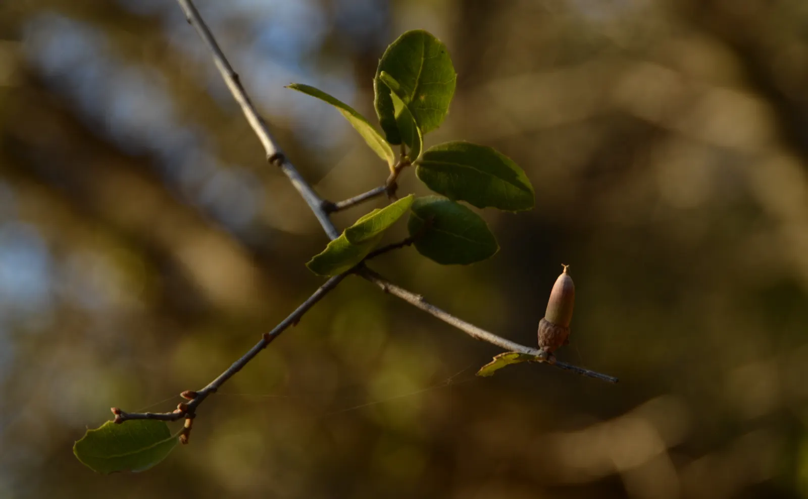 Interior Live Oak (Quercus Wislizenii) — are a food source for local wildlife and contribute to the ecosystem's health