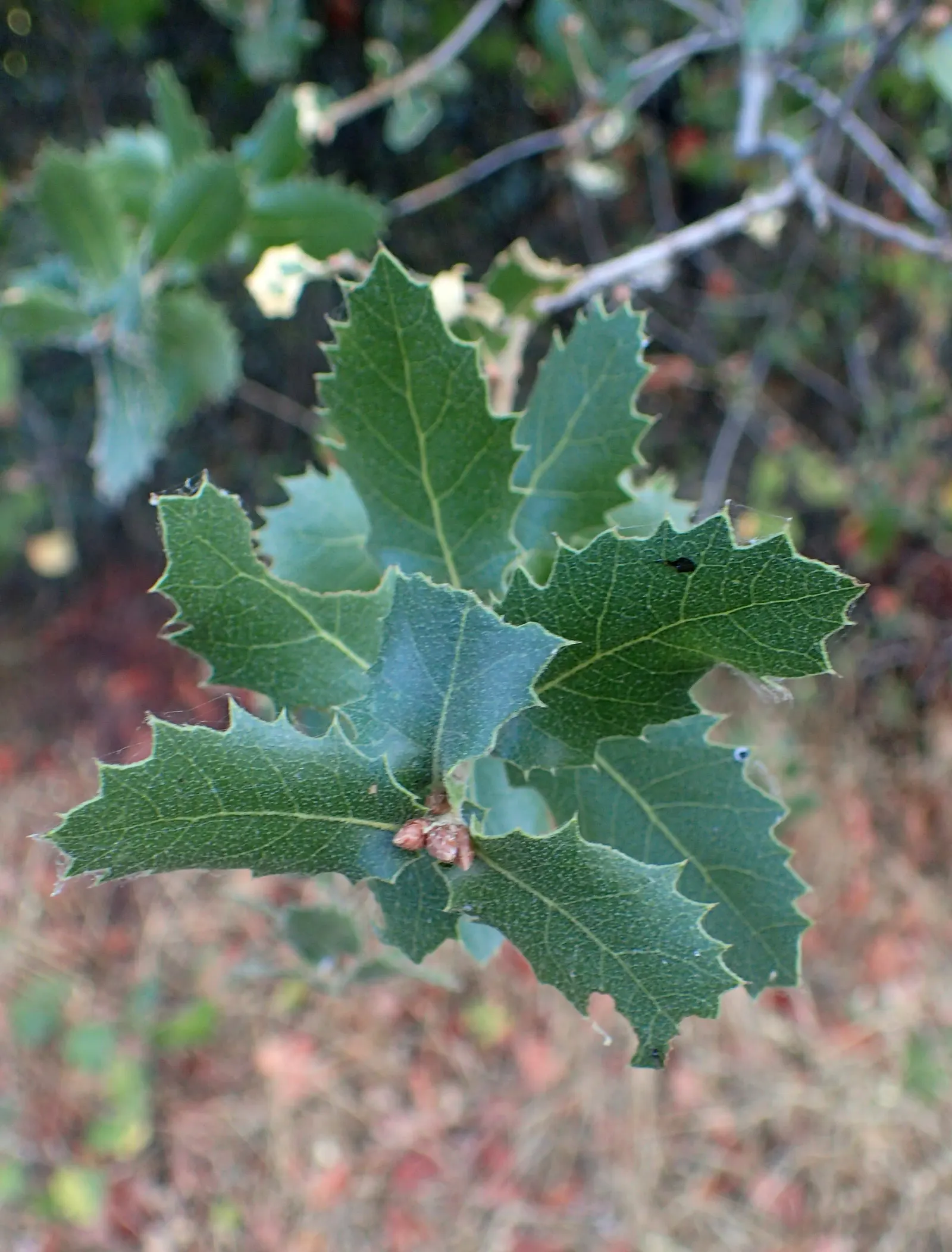Interior Live Oak (Quercus Wislizenii) — Its dense canopy offers year-round shade, and it adapts well to different soil types
