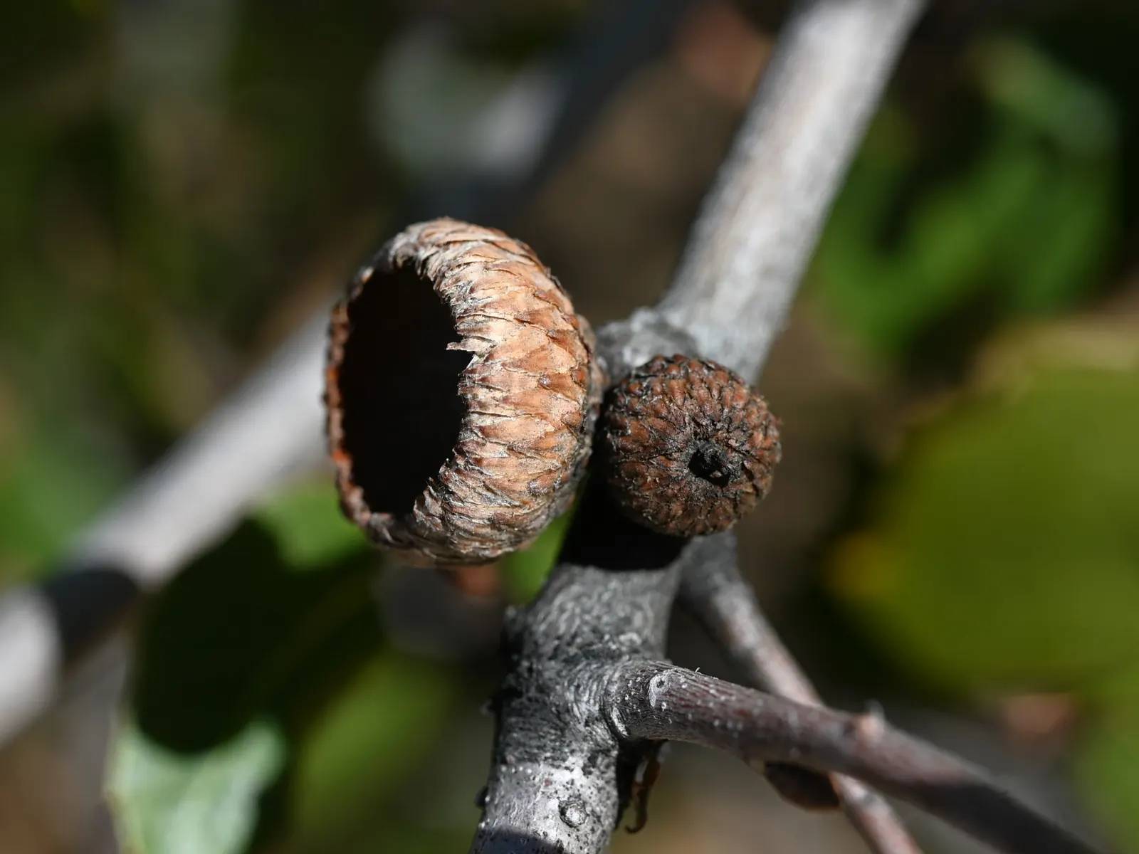 Interior Live Oak (Quercus Wislizenii) — It thrives in hardiness zones 7-9, prefers full sun, and is drought-tolerant once established