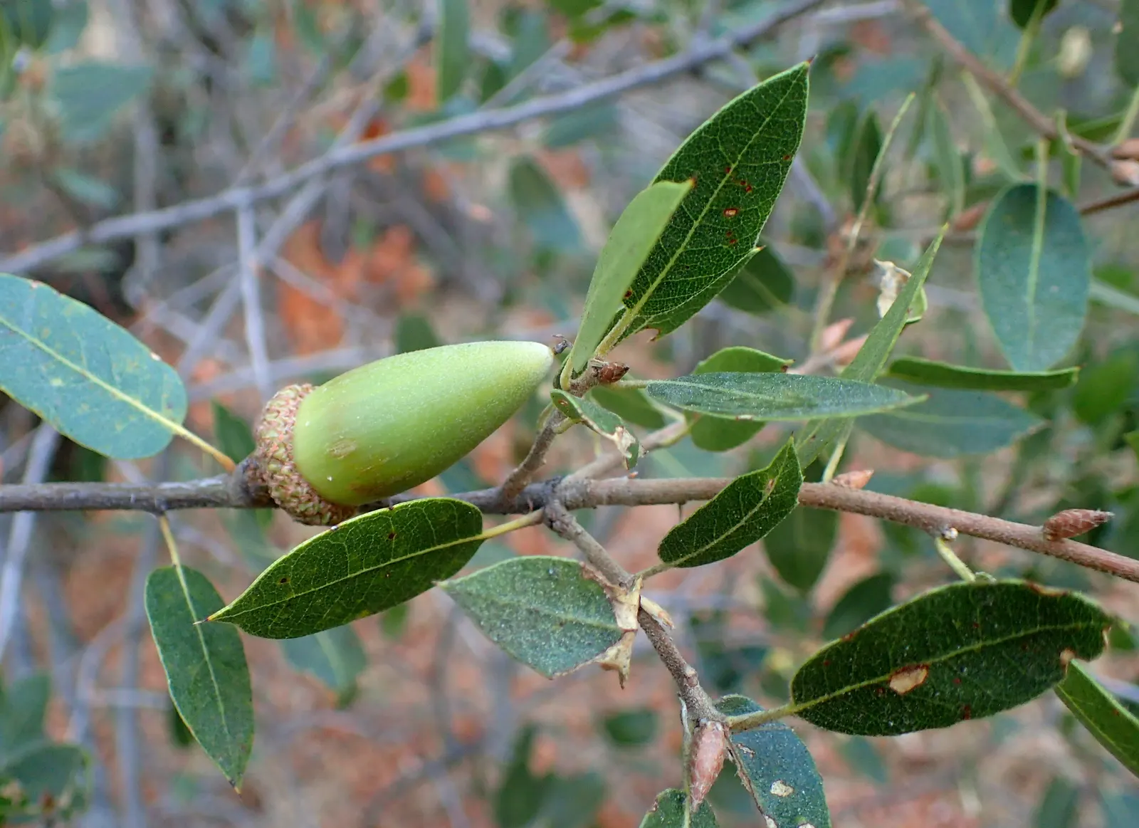 Interior Live Oak (Quercus Wislizenii) — The tree's bark is dark grey to black, deeply furrowed, and provides distinctive textural interest year-round