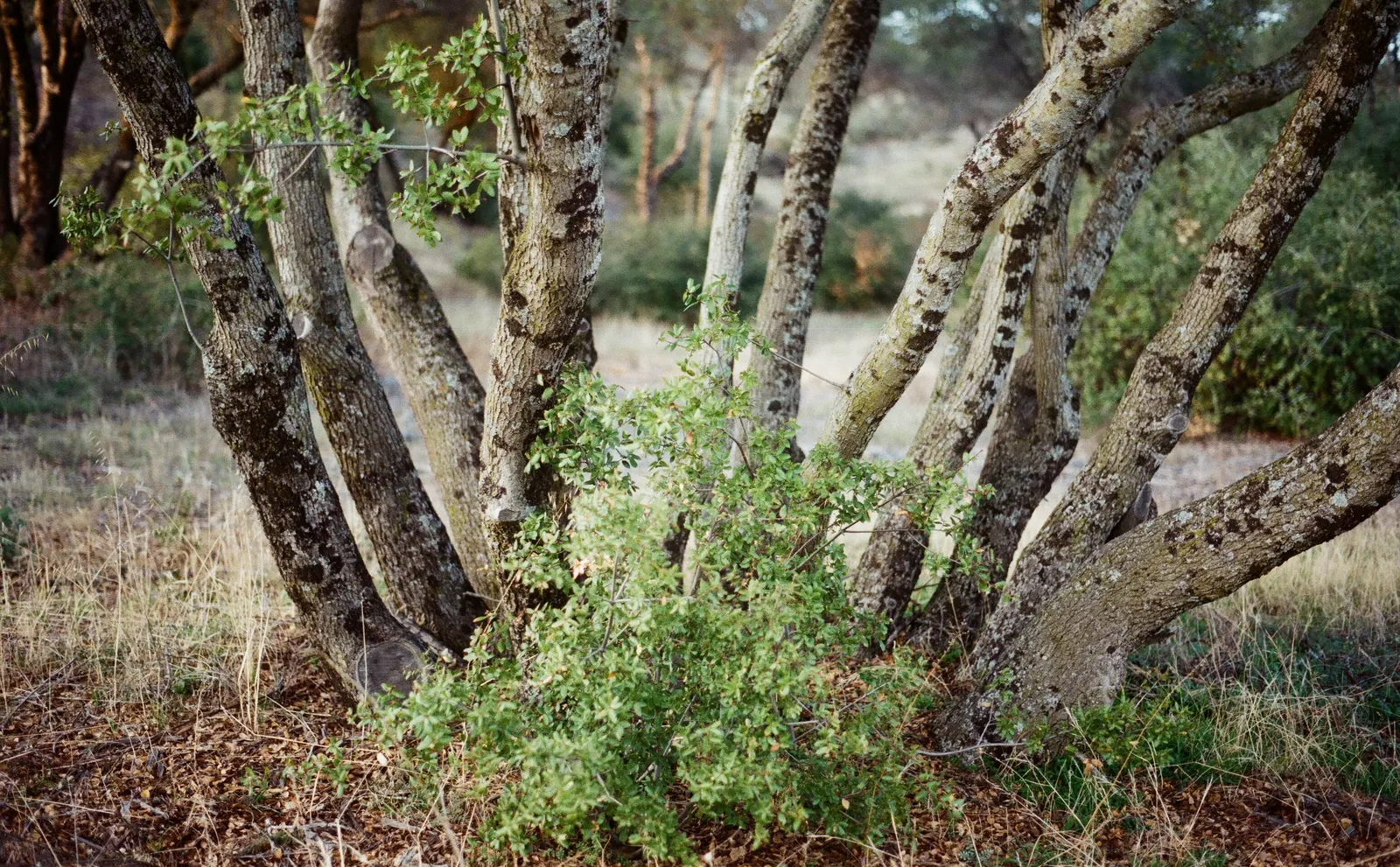 Interior Live Oak (Quercus Wislizenii) — This oak typically reaches 40-70 feet in height with a 20-50 feet spread