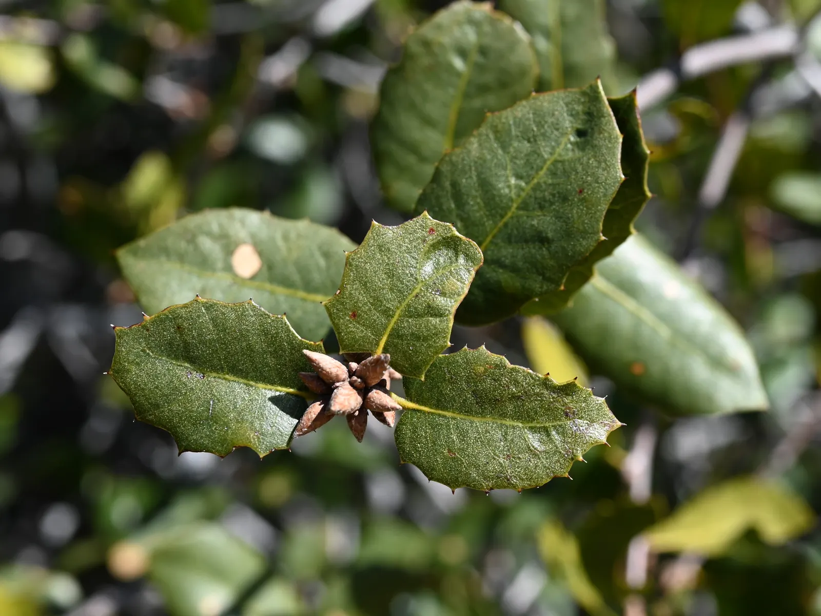 Interior Live Oak (Quercus Wislizenii) — rounded-to-broad canopy offers exquisite shade and is constituted by leaves that are leathery and holly-like