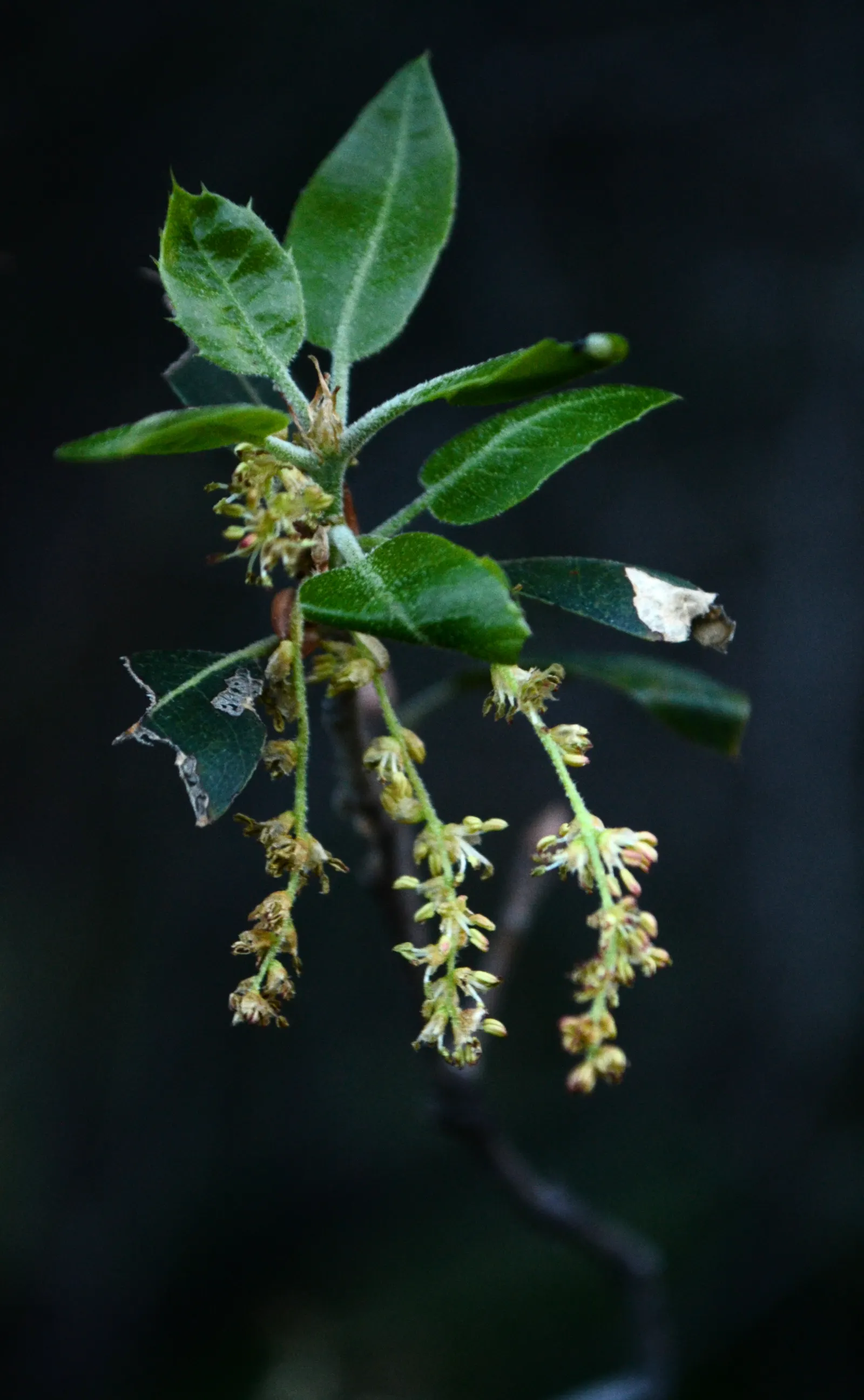Interior Live Oak (Quercus Wislizenii) — scientifically known as Quercus wislizenii