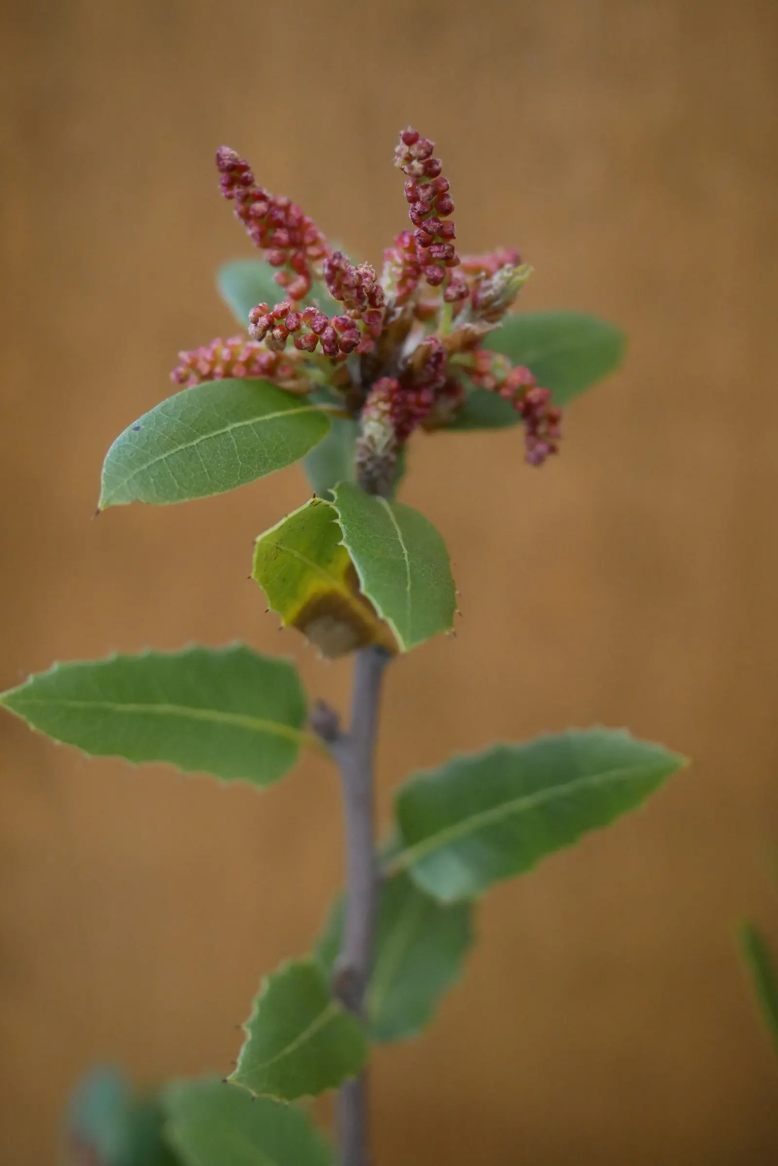 Interior Live Oak (Quercus Wislizenii) — is a majestic and resilient evergreen tree that holds significant value in landscape design