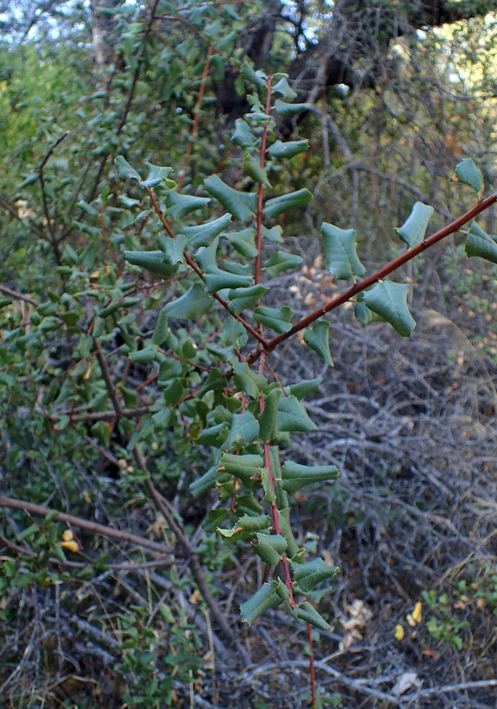 Interior Live Oak (Quercus Wislizenii) — generally 1 to 3 inches long