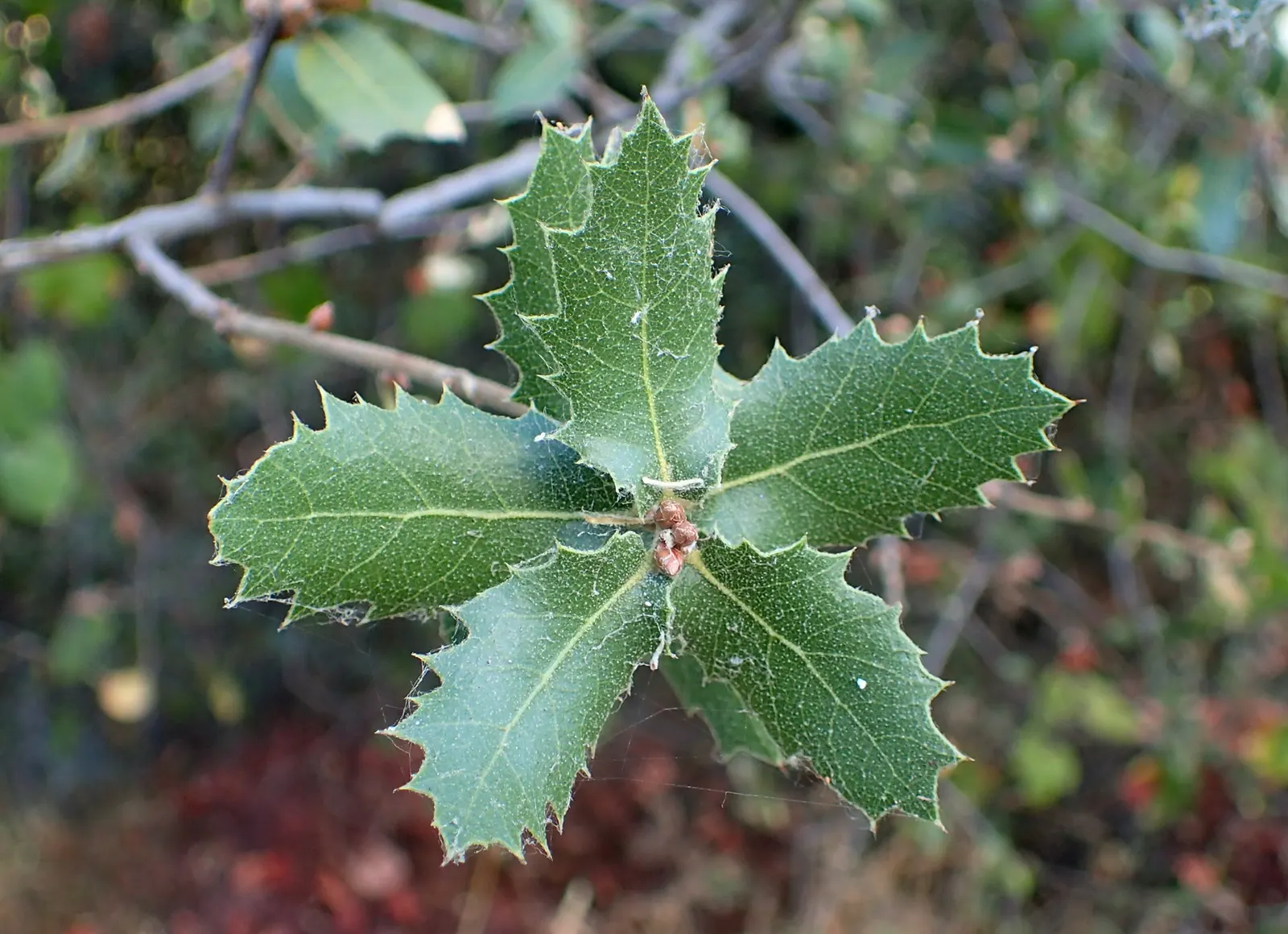 Interior Live Oak (Quercus Wislizenii) — <br><br>For optimal growth