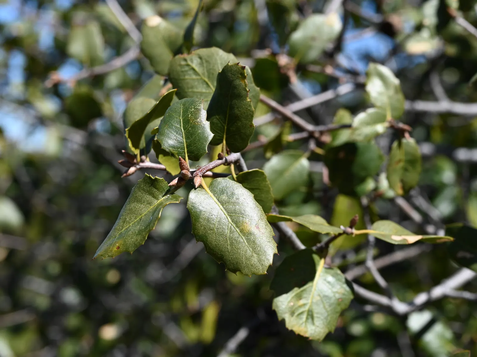 Interior Live Oak (Quercus Wislizenii) — particularly suited for clients desiring a robust and long-lived specimen