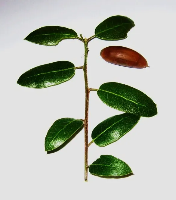 Interior Live Oak (Quercus Wislizenii) — indicating its preference for mild to warm climates.<br><br>Characteristically