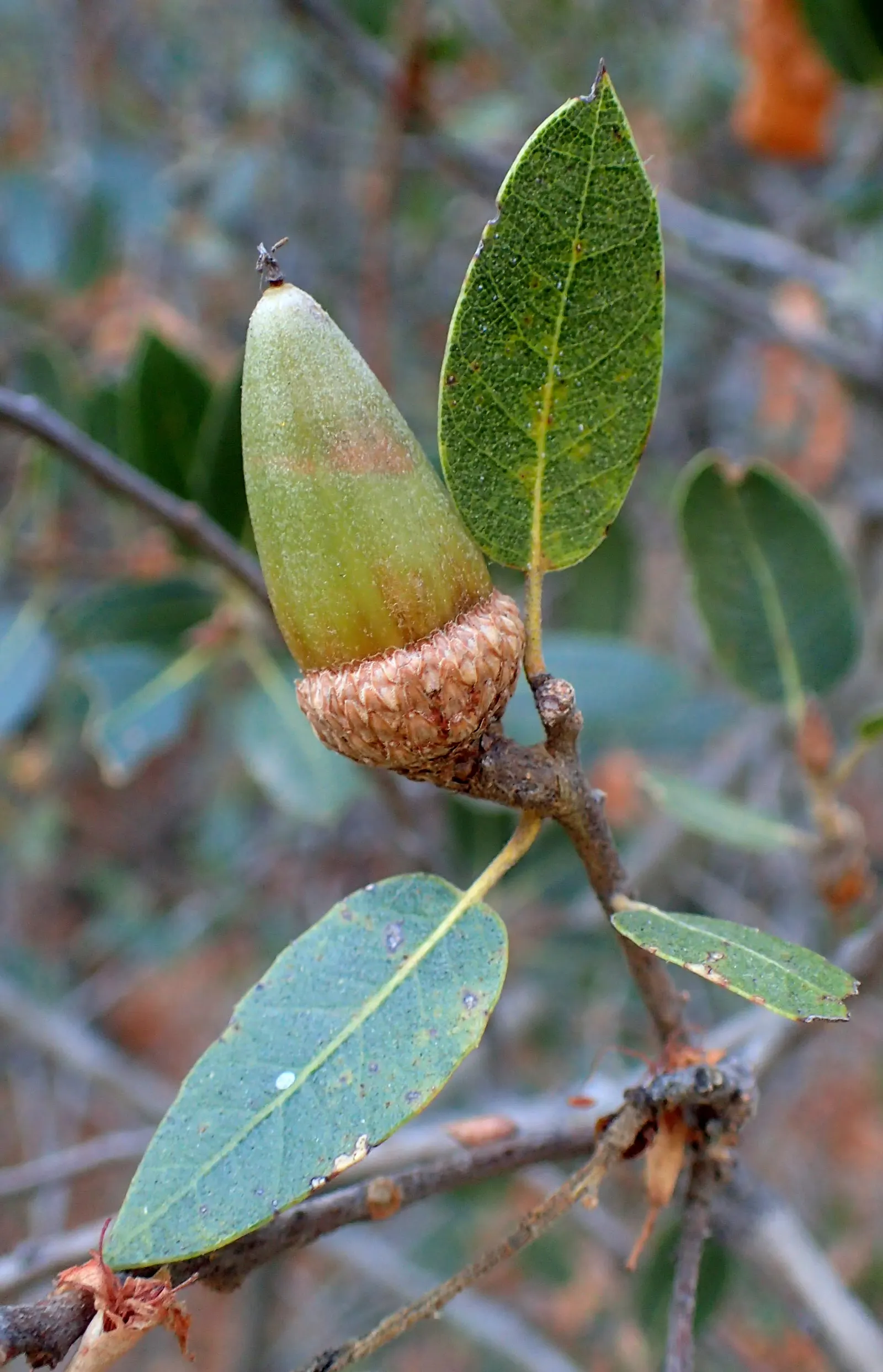 Interior Live Oak (Quercus Wislizenii) — the Interior Live Oak prefers full sun to partial shade and is flexible with soil types
