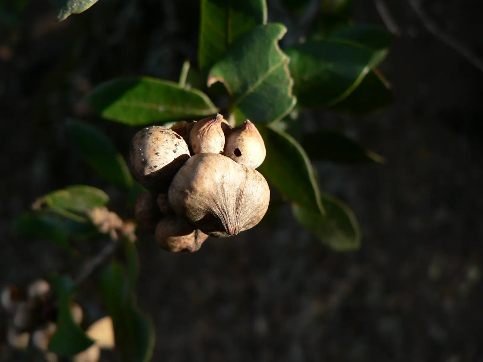 Interior Live Oak (Quercus Wislizenii) — thus demanding a significant amount of space in a landscape plan