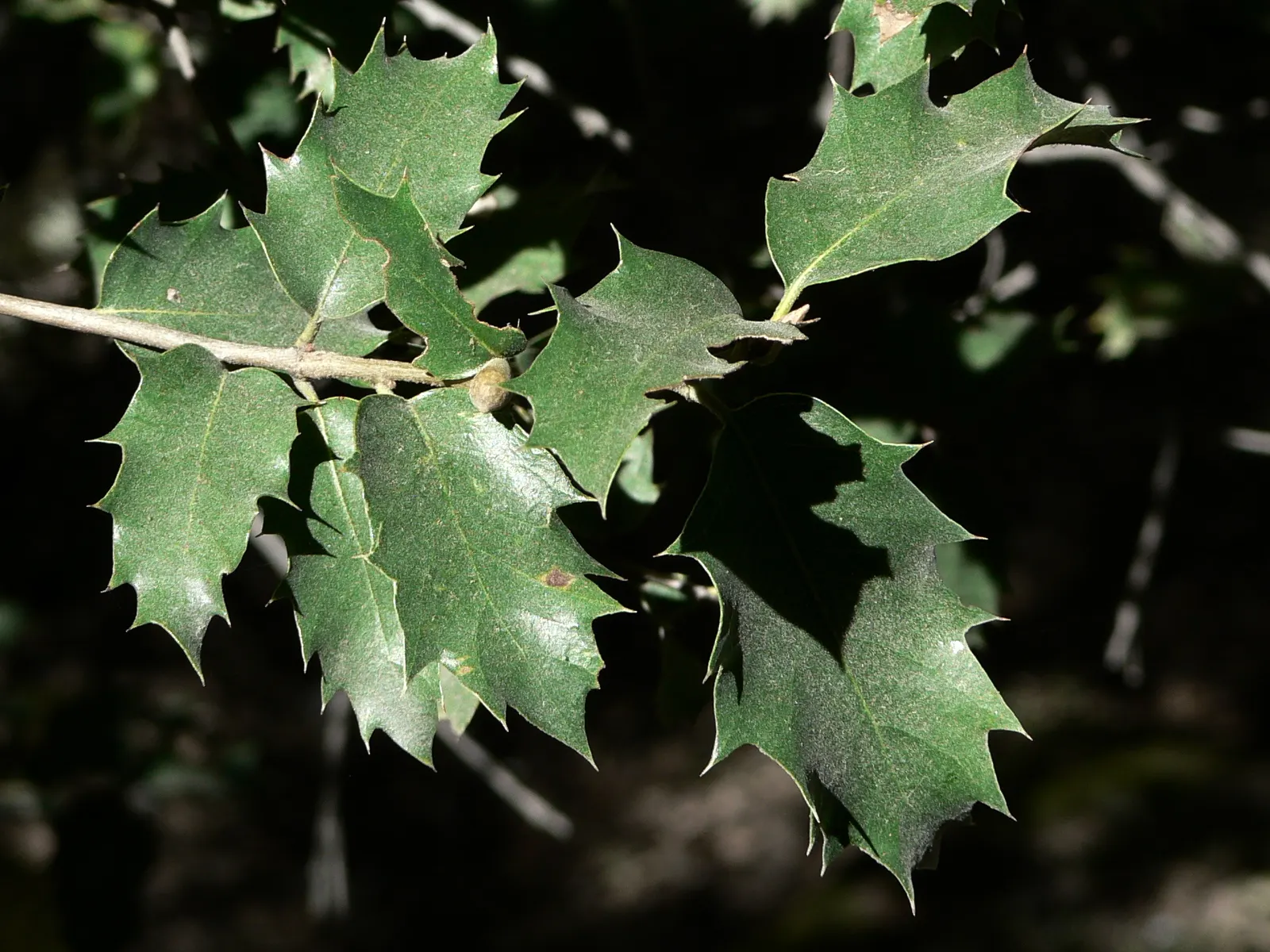 Interior Live Oak (Quercus Wislizenii) — Quercus wislizenii, commonly known as Interior Live Oak, is a robust evergreen native to California