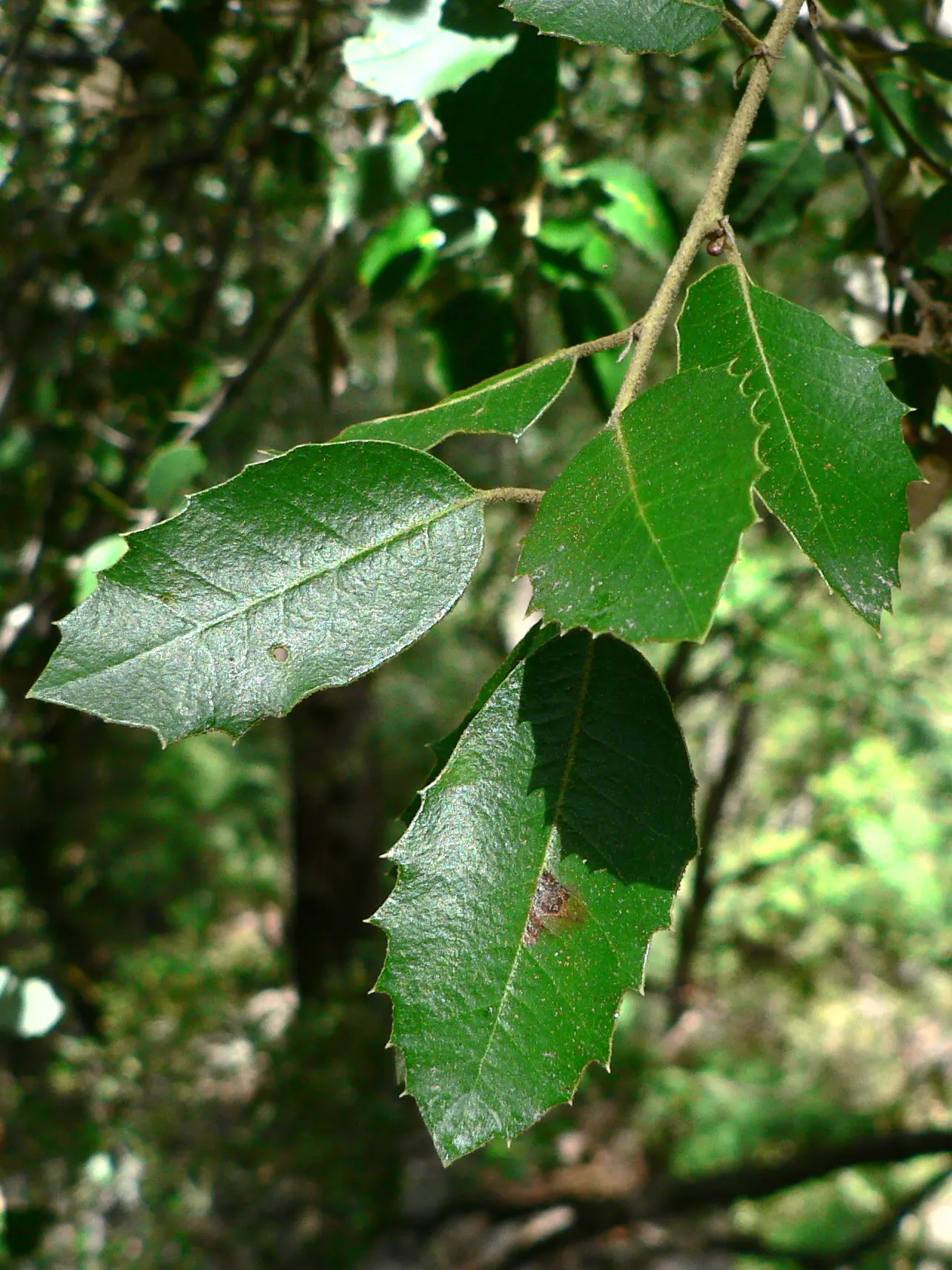 Interior Live Oak (Quercus Wislizenii) — This tree is native to California and thrives in the USDA hardiness zones 8 through 10