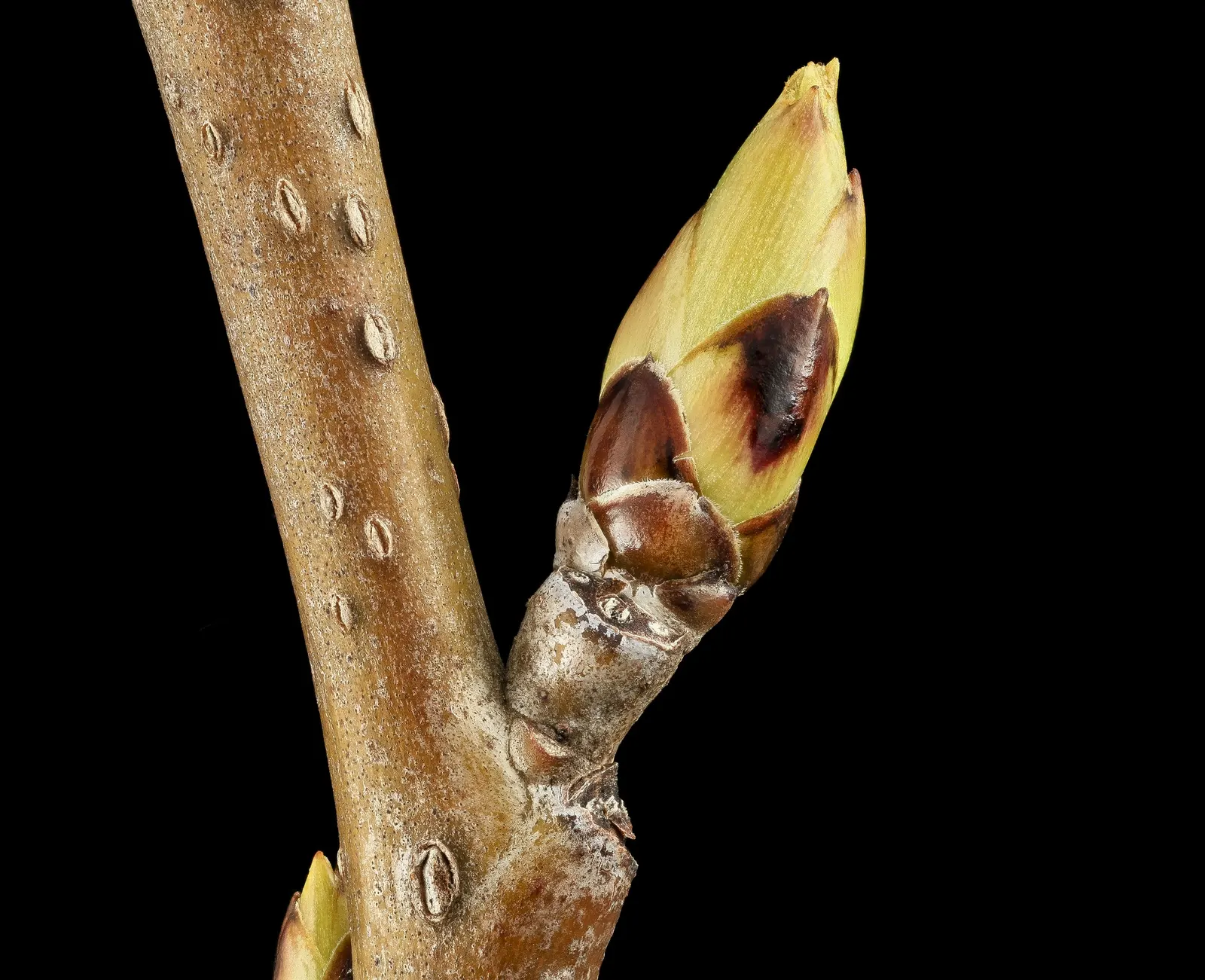 Interior Live Oak (Quercus Wislizenii) — Acorns attract wildlife, adding ecological value to landscapes