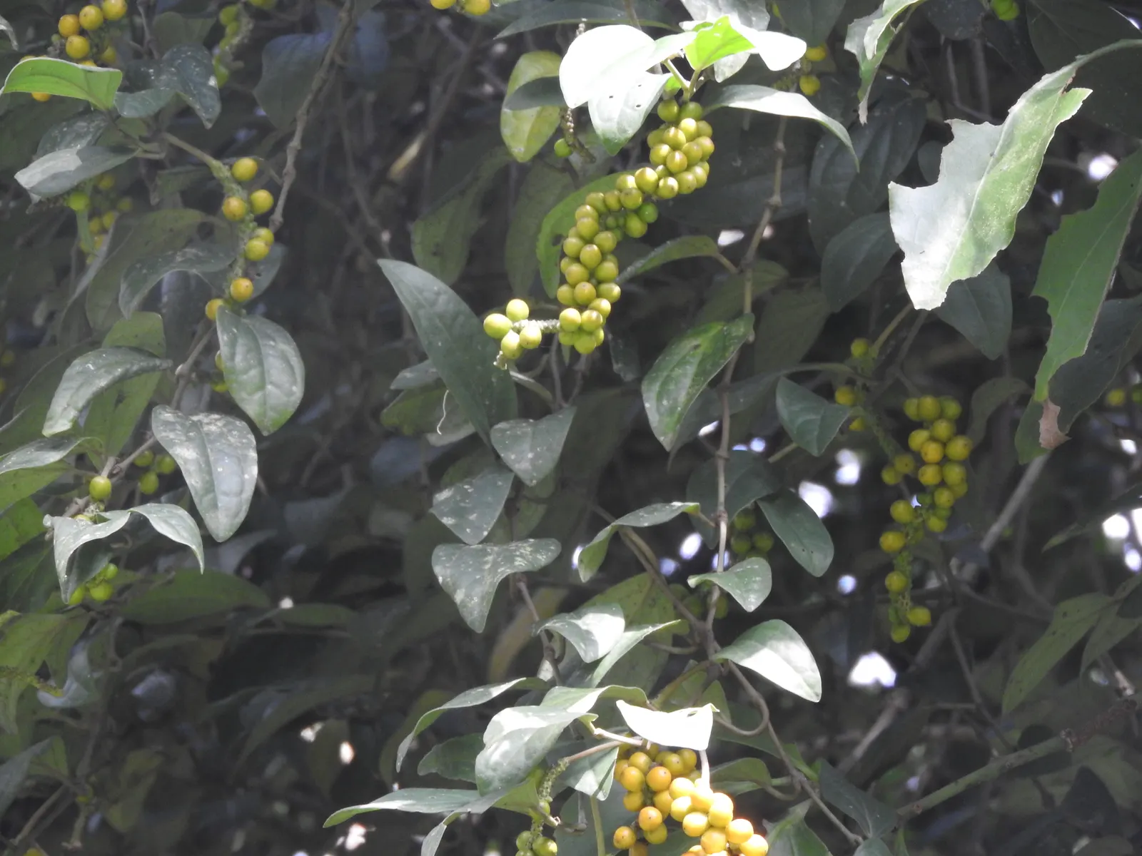 Chinese Holly (Ilex Cornuta) — These berries also add an endearing festive touch during the holiday season.<br><br>Typically