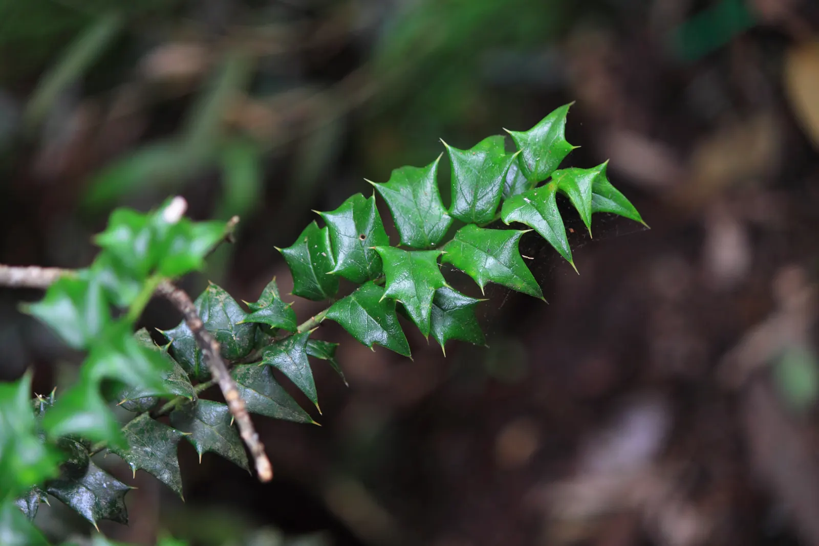 Chinese Holly (Ilex Cornuta) — this holly variety boasts a unique shape with spiny margins resembling horns