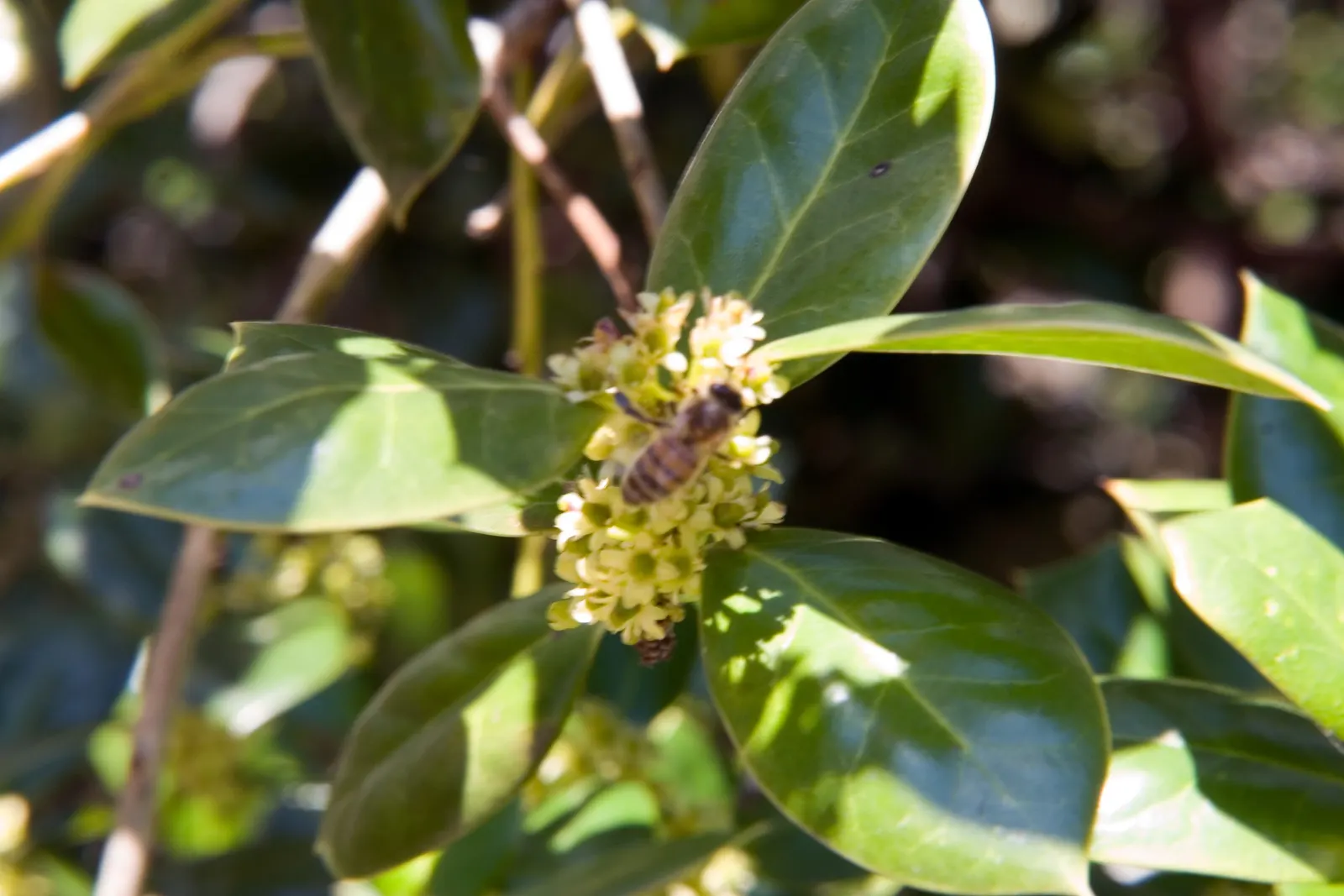 Chinese Holly (Ilex Cornuta) — though they are not its main decorative feature