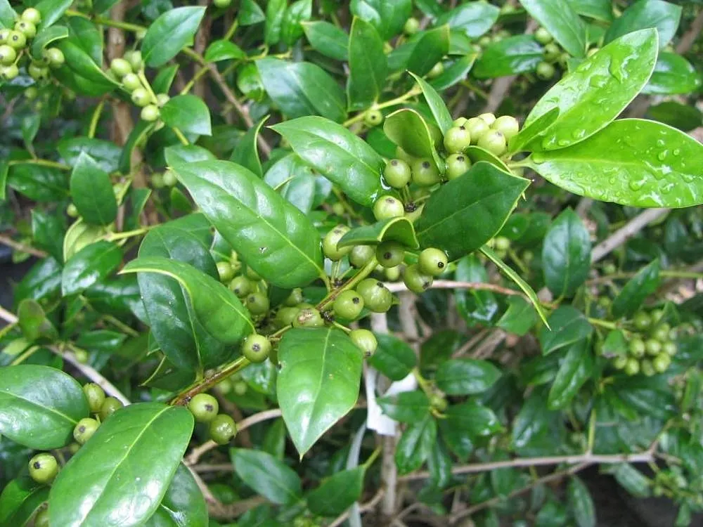 Chinese Holly (Ilex Cornuta) — aptly reflecting its species name 'cornuta,' meaning horned.<br><br>As a landscape architect assistant; this holly variety