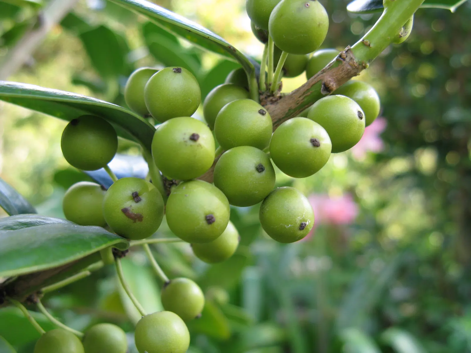 Chinese Holly (Ilex Cornuta) — tolerating a wide range of soil types; the Chinese Holly (Ilex cornuta) is an evergreen shrub with a dense, rounded form