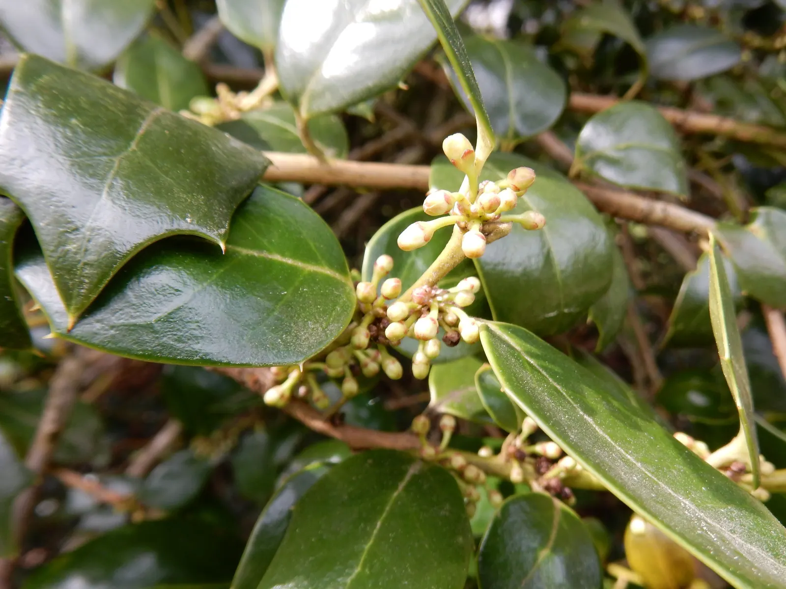 Chinese Holly (Ilex Cornuta) — attracting birds and other wildlife