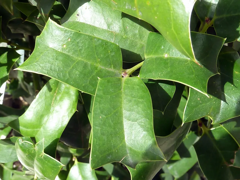 Chinese Holly (Ilex Cornuta) — white flowers in the garden