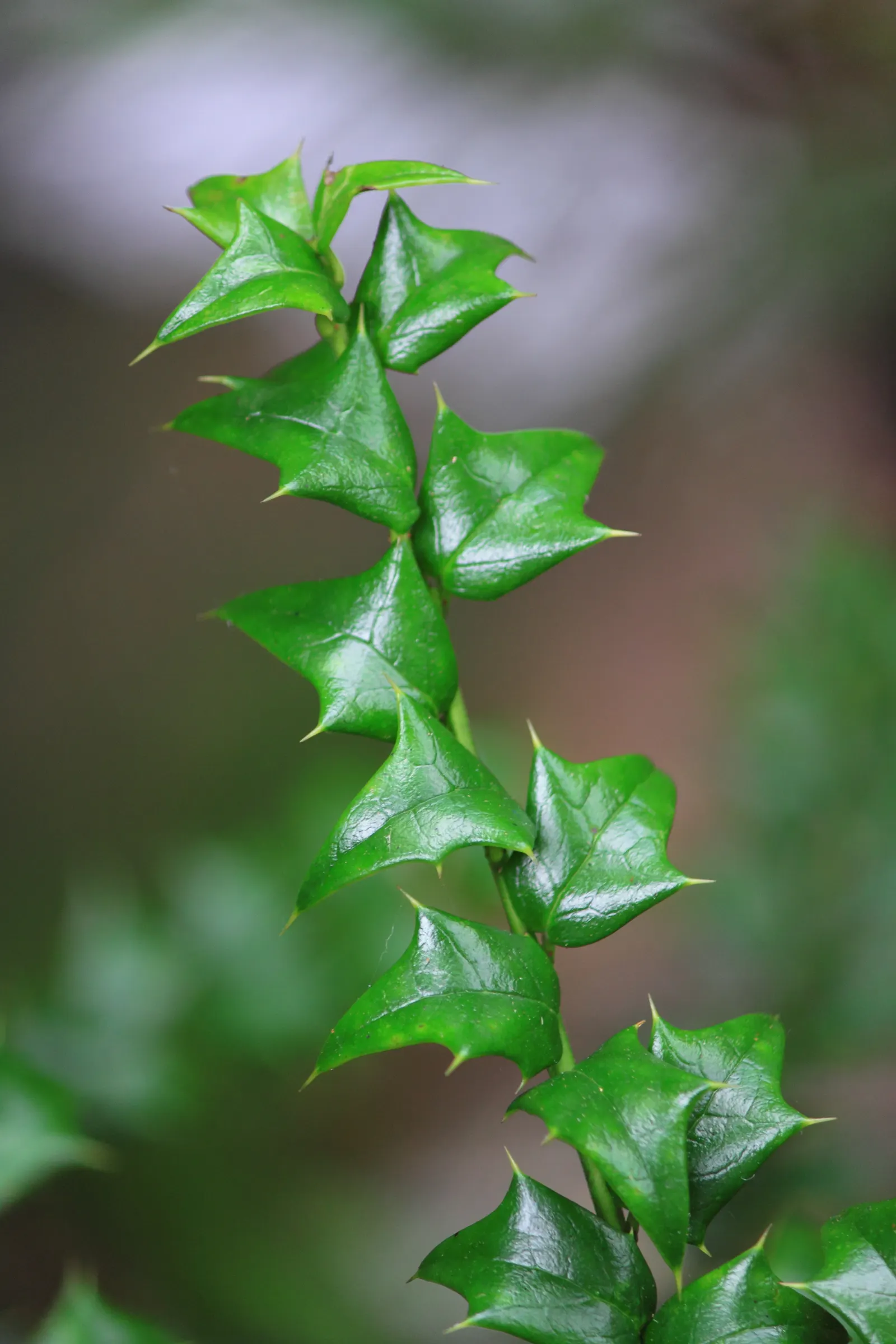 Chinese Holly (Ilex Cornuta) — This plant delivers year-round interest - white flowers bloom in the spring