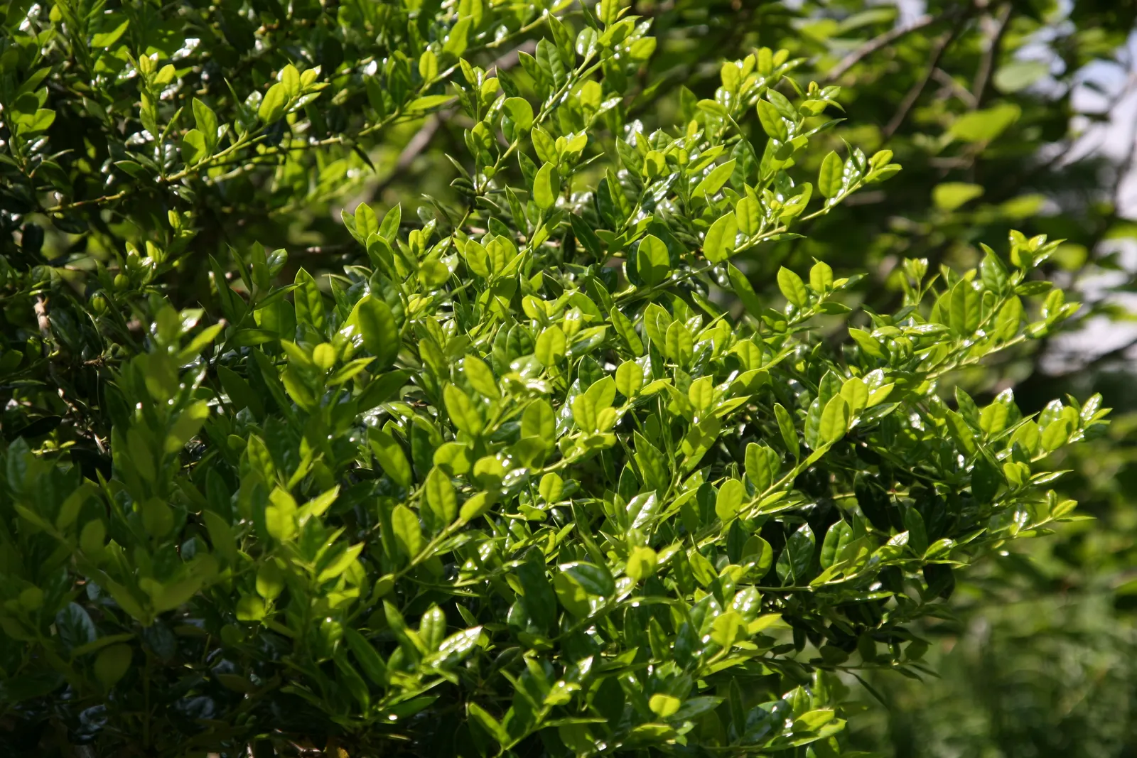 Chinese Holly (Ilex Cornuta) — though it prefers well-drained; with leaves that typically measure about 2 to 4 inches in length