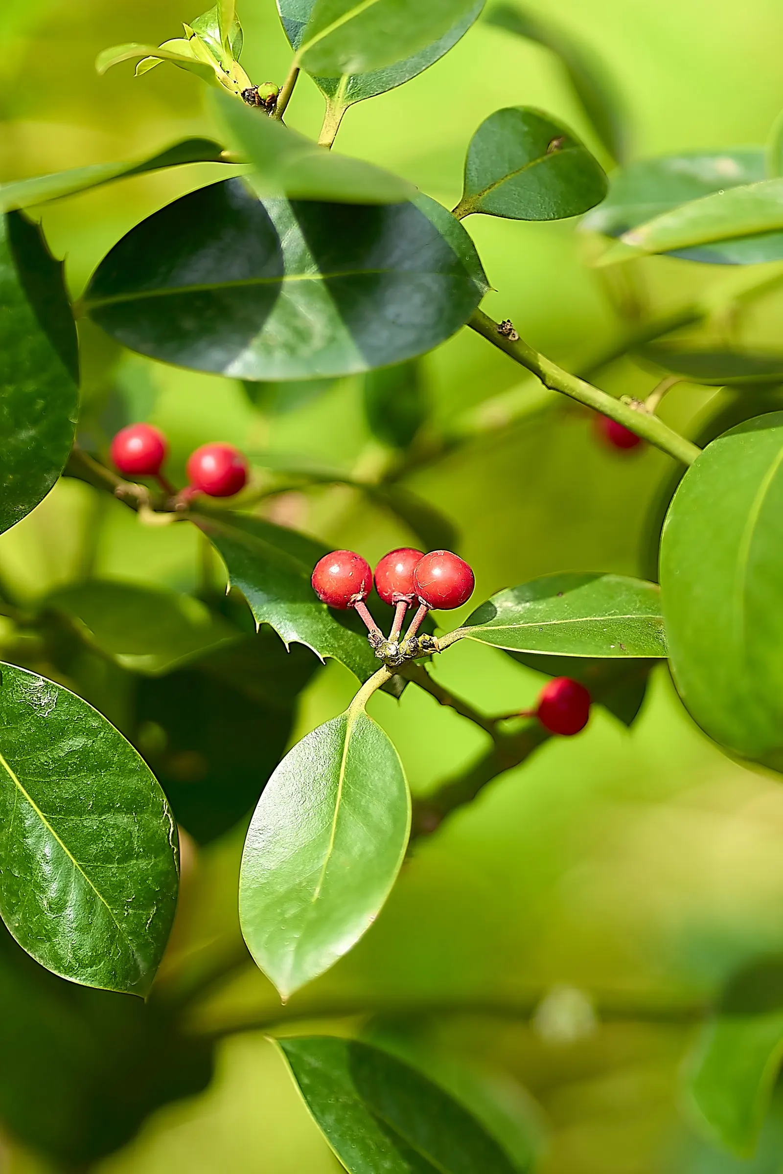 Chinese Holly (Ilex Cornuta) — shrub / tree for full or half