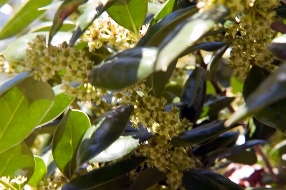 Chinese Holly (Ilex Cornuta) — With leaves that typically measure about 2 to 4 inches in length