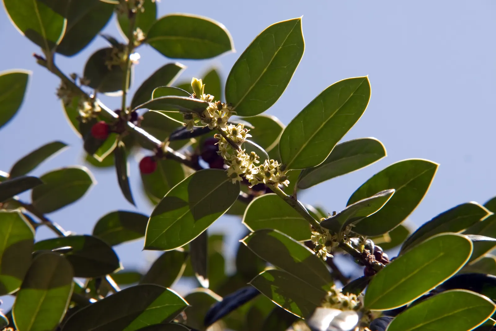 Chinese Holly (Ilex Cornuta) — plant your Chinese Holly in a location that receives full sun to partial shade