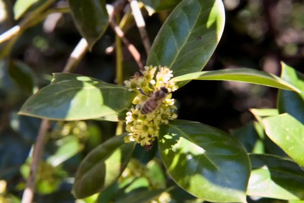 Chinese Holly (Ilex Cornuta) — though they are not its main decorative feature; or for hedges and privacy screens