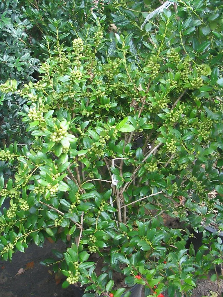 Chinese Holly (Ilex Cornuta) — It typically reaches 8‚Äì15 feet in height and spreads 10‚Äì12 feet; i recommend this plant for clients seeking a
