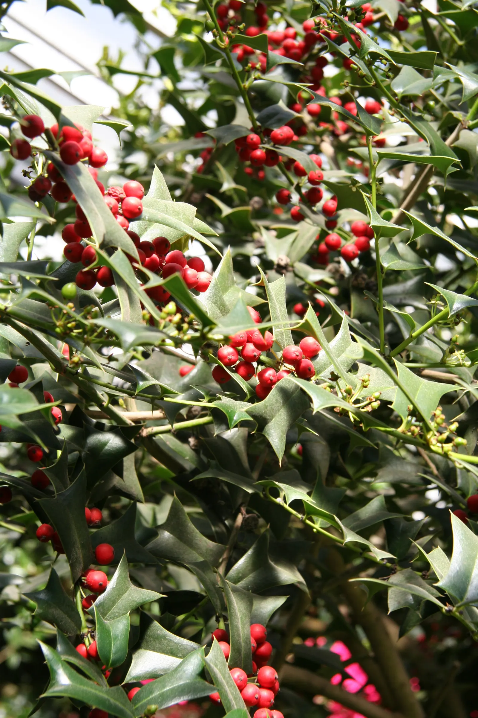 Chinese Holly (Ilex Cornuta) — shrub / tree with white blooms