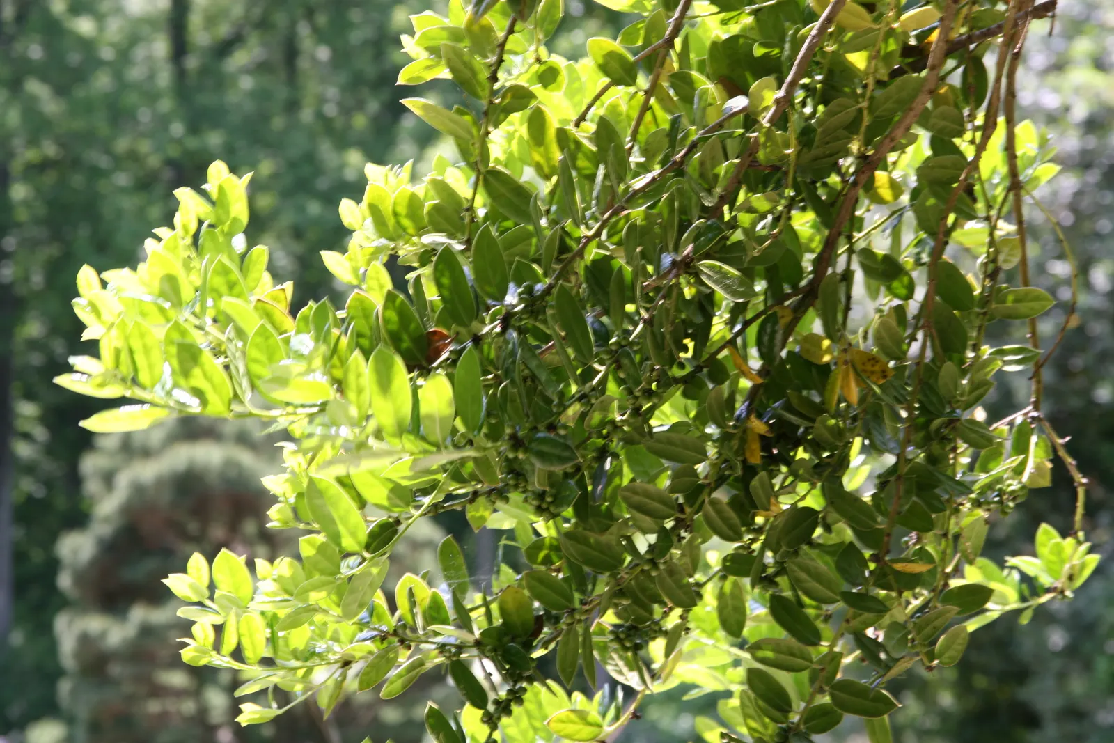 Chinese Holly (Ilex Cornuta) — Noted for its glossy, dark green leaves with distinctive spiny margins, it bears small white flowers in spring; attracting birds