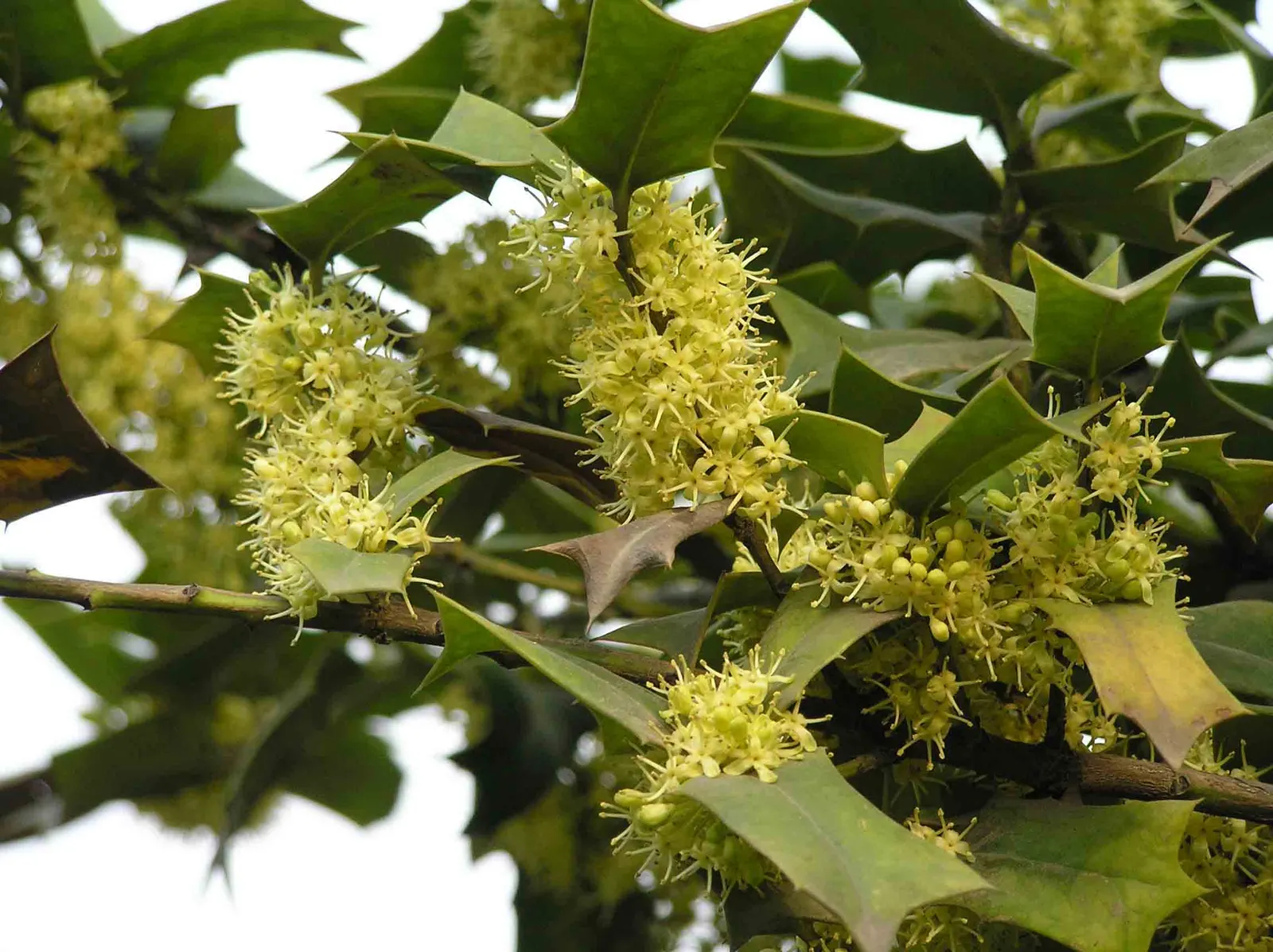 Chinese Holly (Ilex Cornuta) — tolerating a wide range of soil types