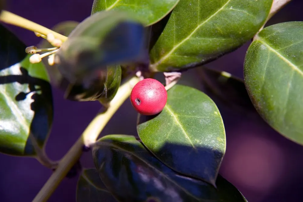 Chinese Holly (Ilex Cornuta) — I recommend this plant for clients seeking a low-maintenance yet visually striking addition to their garden