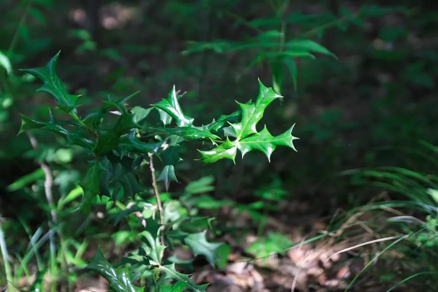 Chinese Holly (Ilex Cornuta) — regular watering during its initial growth period is advisable to ensure a strong root system