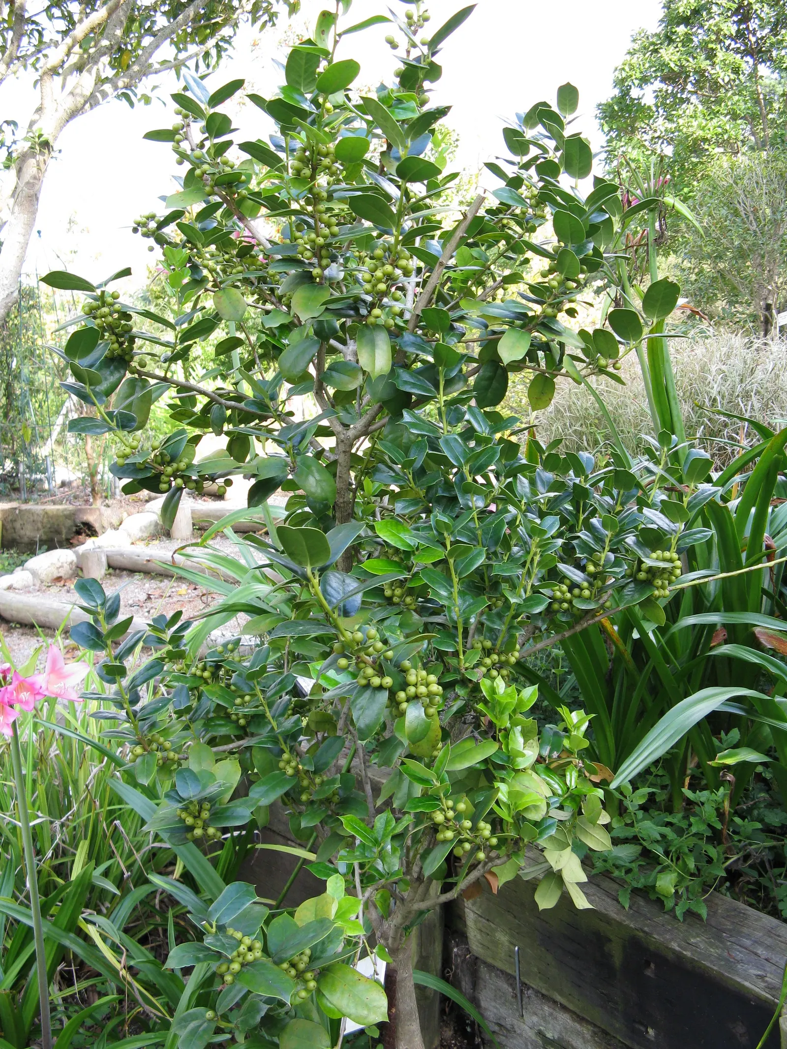 Chinese Holly (Ilex Cornuta) — With leaves that typically measure about 2 to 4 inches in length; while it is drought-tolerant once established