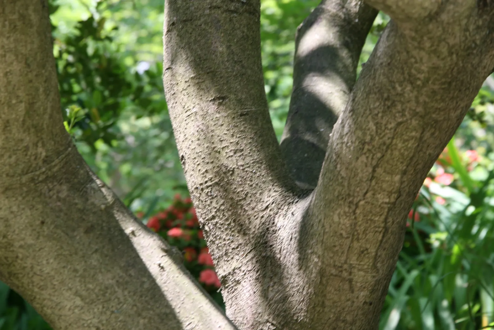 Chinese Holly (Ilex Cornuta) — I recommend this plant for clients seeking a low-maintenance yet visually striking addition to their garden; though they are not