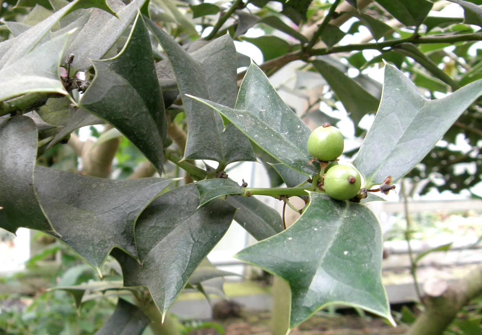 Chinese Holly (Ilex Cornuta) — While it is drought-tolerant once established