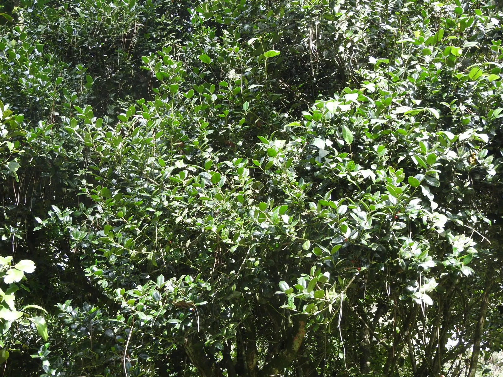 Chinese Holly (Ilex Cornuta) — When designing a landscape, it's important to allow enough space for this plant to mature